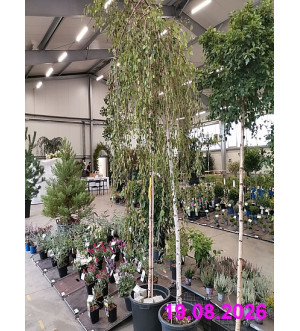 Betula pendula 'Youngii' C 35 L
